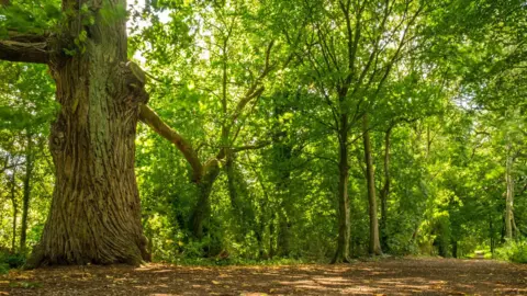 Getty Images A forest 