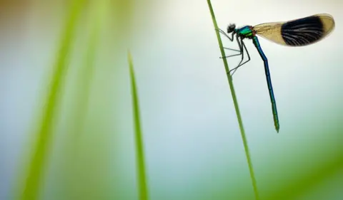 Gustav Parenmark Banded demoiselle damselfly