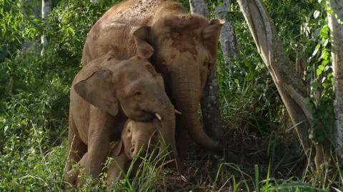 Cheryl Cheah/WWF-Malaysia Bornean elephants