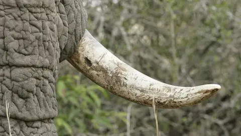 Getty Images Elephant tusk