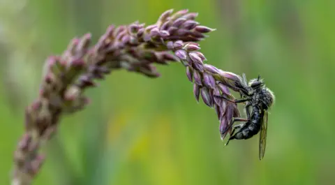 Jamie Smart Robber fly