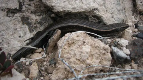 Miguel A. Carretero Dark, wormlike creature slithering between white rocks