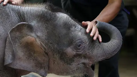 Getty A wildlife official plays with orphaned three-month-old baby Bornean elephant 