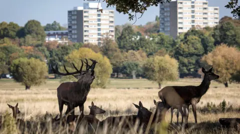 Getty Images Deer in Richmond Park