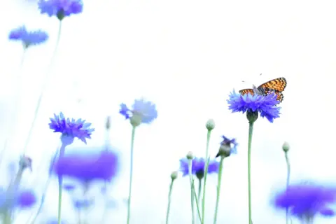 Leela Channer Glanville Fritillary butterfly in cornflowers