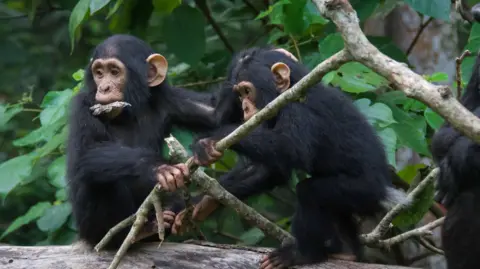 Cat Hobaiter Wild chimpanzees 