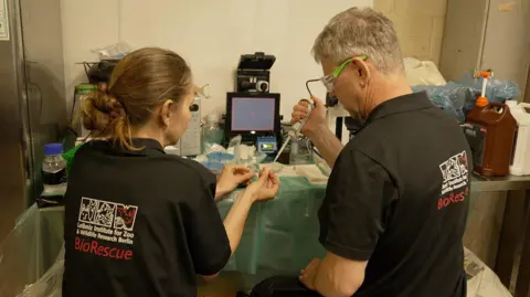 BBC/Kevin Church Scientists study eggs collected from rhino