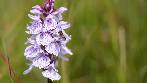 Tony Jolliffe / BBC  Heath Spotted-Orchid