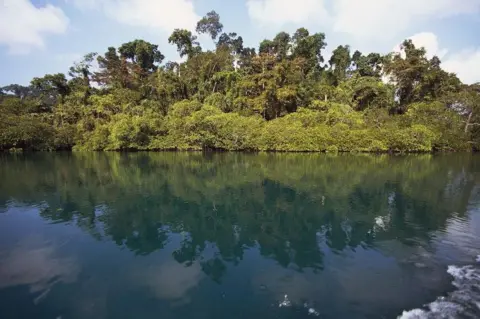 Getty Images  Tropical forest along the coast, Andaman Islands, Andaman and Nicobar Islands Union Territory of India. 