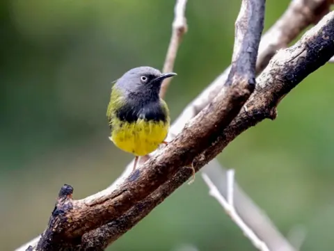 Ross Gallardy small yellow breasted bird sitting on a branch