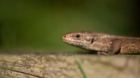 Ben Andrew / RSPB Common Lizard