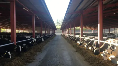 Fraser Jones Cows in open-sided barns