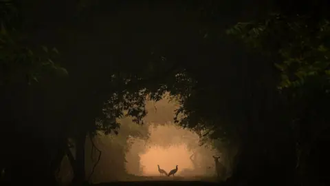 Shreyovi Mehta Two Peafowls silhouettes standing in the distance surrounded by trees