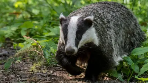 Getty Images A badger walking through a forest