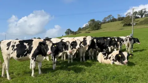 Cows in field