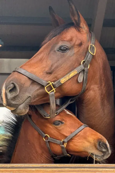 BBC News A thoroughbred mare and foal 