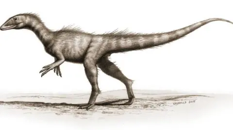 B.NICHOLLS An artist's impression of the 201-million-year-old Welsh dinosaur that fell out of a cliff face on the beach in 2014 where Tegan's footprints are - formally named Dracoraptor hanigani - the 