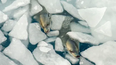 Tamara Stubbs two seals poke heads out from the ice