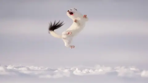 Jose Manuel Grandío stoat jumping out of snow