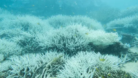 Ove Hoegh-Guldberg Bleached coral in the Great Barrier Reef 