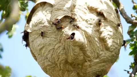 A nest of Asian hornets in Jersey.