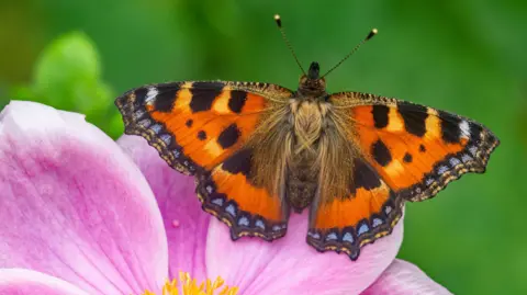 Andrew Cooper, Butterfly Conservation Small tortoiseshell butterfly on a flower