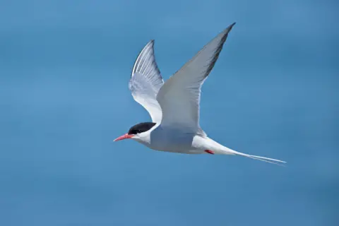 Getty Images Arctic tern in flight