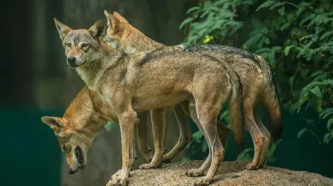 Getty Images Side view of grey wolf standing against trees,Mysuru,Karnataka,India