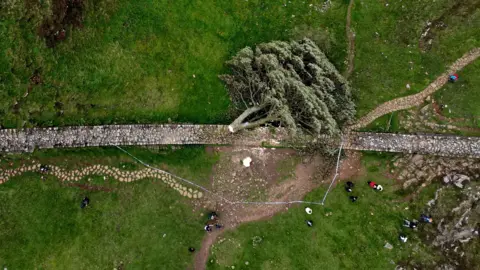 Reuters Sycamore Gap tree cut down