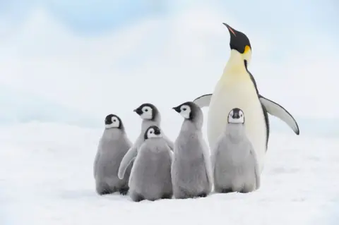 Getty Images A mother emperor penguin on ice next to five fledglings