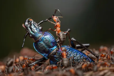 Ingo Arndt red ants dismembering a blue beetle 