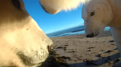 USGS A group of polar bears captured from a collar camera 