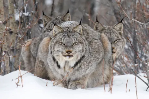 John E Marriott Lynx resting with its young sheltered behind it 