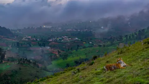 Robin Darius Conz a tiger on a hillside overlooking a town 