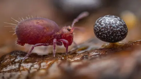 Alexis Tinker-Tsavalas slime molds alongside a tiny springtail.