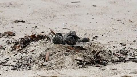 EPA Several black balls on a mound of sand, surrounded by other beach debris like dried seaweed and sticks.