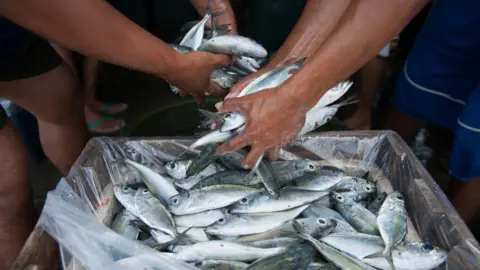 Getty Images A haul of fish 