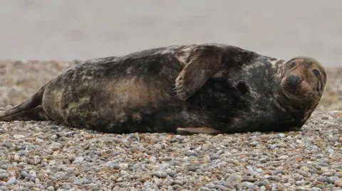 Stuart Howells/BBC An adult grey seal is pictured lying on a shingle beach on its side. It is looking away from the camera with one flipper resting on its stomach. The North Sea can been in the distance behind it. 