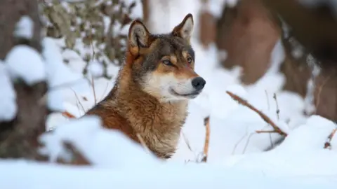 Karol Kalisky, Arolla Film, Slovakia A wolf in Slovakia