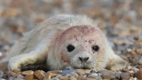 National Trust A grey seal pup sits on a shingle beach. It has some residual blood on its head following birth.