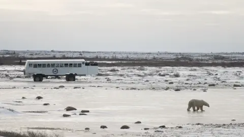 Kevin Church/BBC A polar bear walks along the tundra close to a large vehicle called a tundra buggy that has people on board 