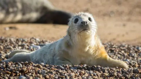 National Trust Images, John Miller Newborn grey seal pup at Orford Ness