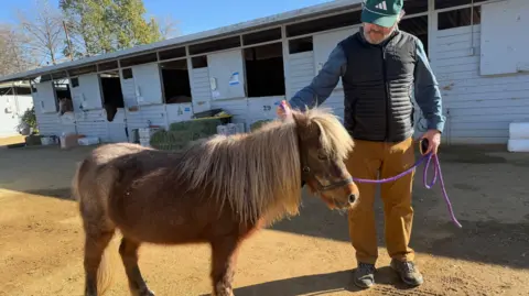 Izzy the mini-horse is walked around the stables by a volunteer at the centre 