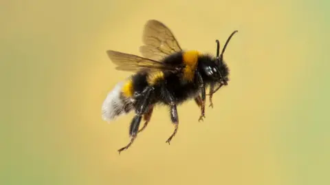 Getty Images A bumblebee in flight against a yellow background. 