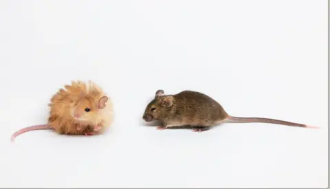 Colossal Biosciences Woolly mouse with long bright orange hair alongside a normal mouse with short dark brown fur