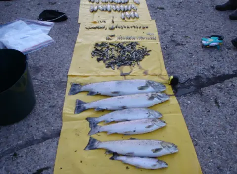 Environment Agency Dead fish of varying sizes are lined up on a yellow sheet on the ground with a black bucket and tape measure alongside