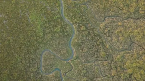 WWF The image shows a saltmarsh from above. Channels of tidal water flow through an uneven, green landscape of marshland grasses and other plants. 