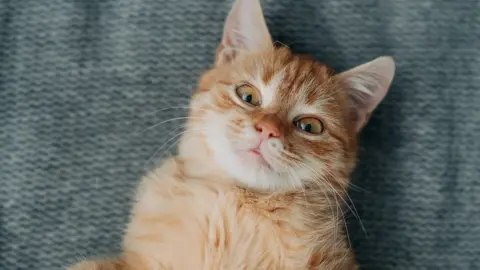 Getty Images A light coloured ginger kitten lays on a blue blanket and looks up at the camera eyes wide seemingly on the edge of playing