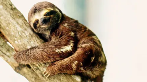 Getty Images A chestnut-brown sloth with patches of white fur clings to the silver branch of a tree in a forest.