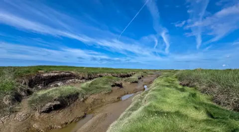Victoria Gill/BBC News The image shows a sunny view over Hesketh Out Marsh, near Preston, in North-West England. The water levels in the tidal stream is low, revealing layers of uneven mud. There are long grasses and flowering plants growing across the marsh and the sky is bright blue. 